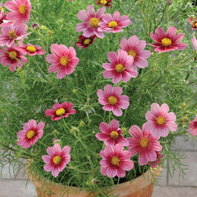 Cosmos Antiquity Seeds