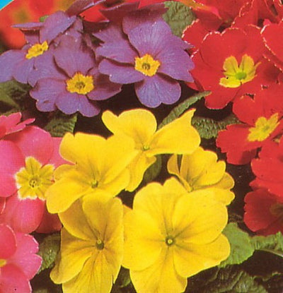 Primrose T&M Special Giant Flowered Mixed Seeds