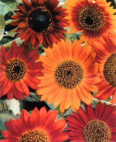 Sunflower Earth Walker Seeds