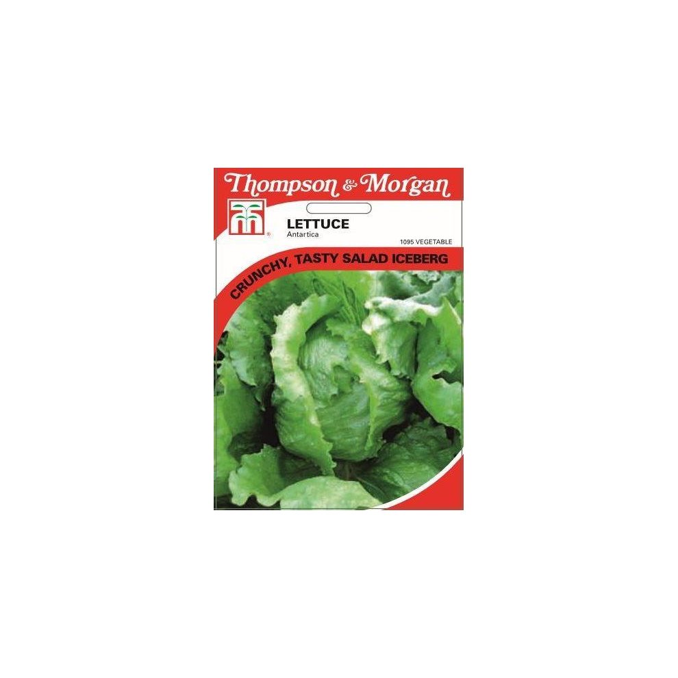 Lettuce Antartica Seeds