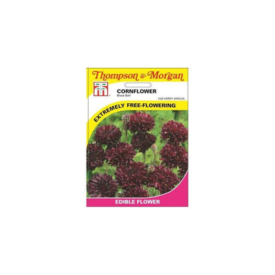 Cornflower Black Ball Seeds