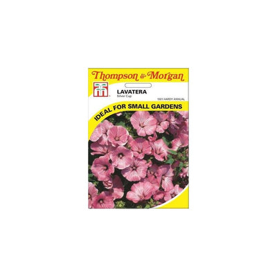 Lavatera Silver Cup Seeds