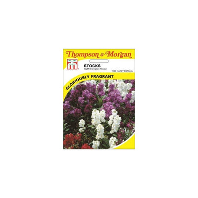 Dahlia Dwarf Mixed Seeds