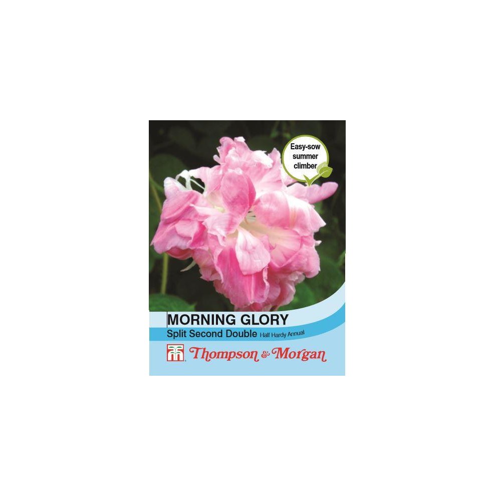 Thompson & Morgan Morning Glory Split Second Seeds 10