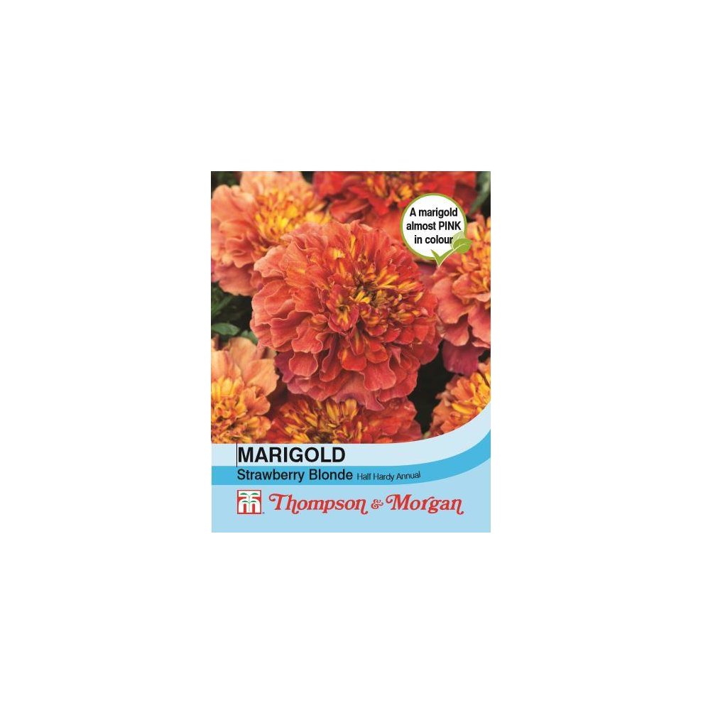 Thompson & Morgan French Marigold Strawberry Blonde 20 Seeds