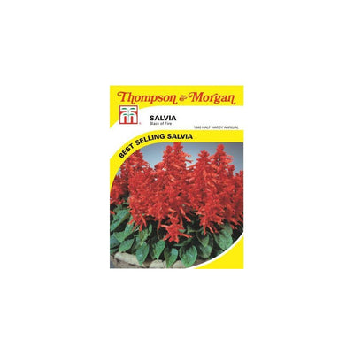 Salvia Blaze of Fire Seeds