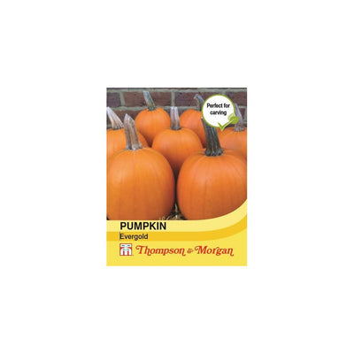 Thompson & Morgan Pumpkin Evergold Seeds 6