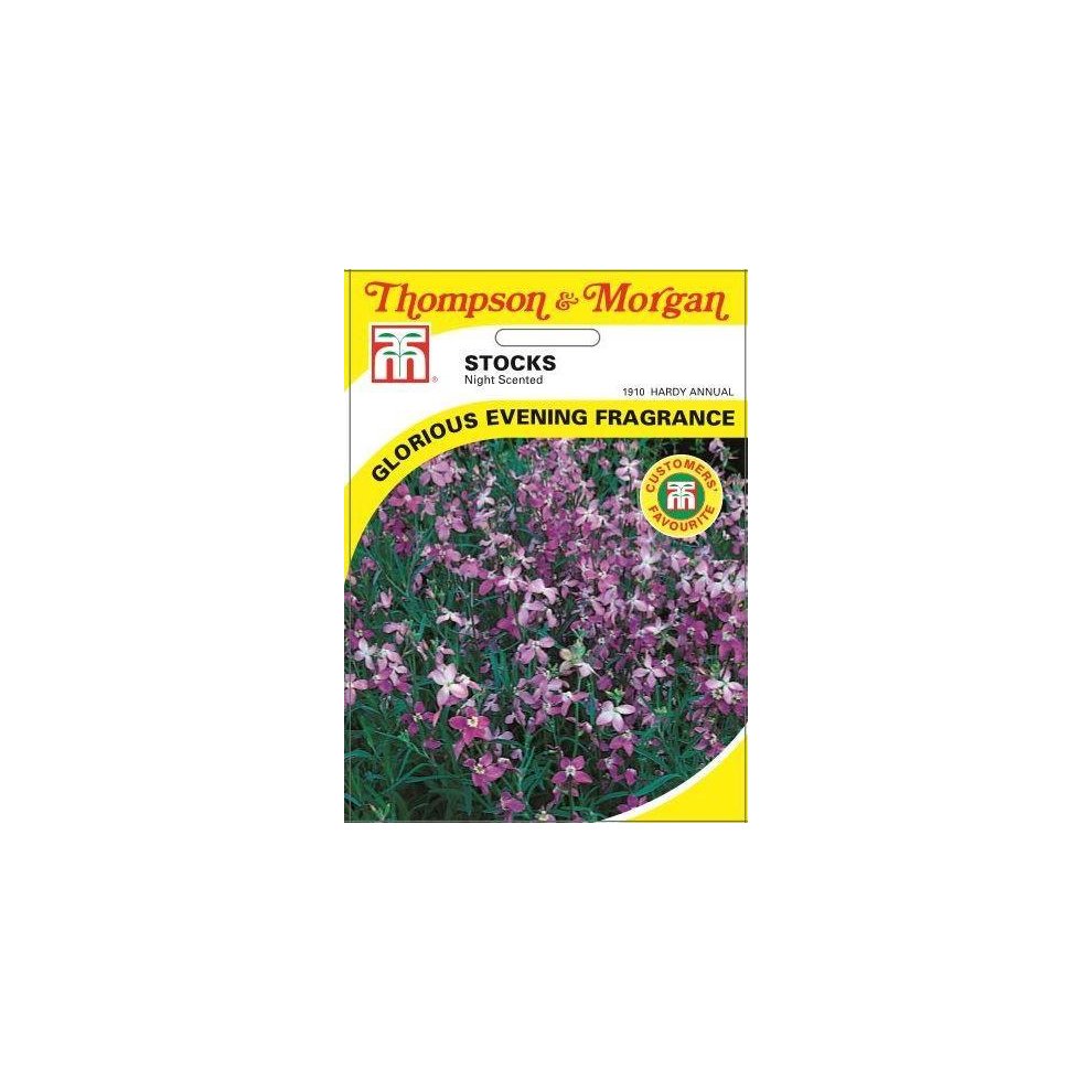Stocks Night Scented Seeds