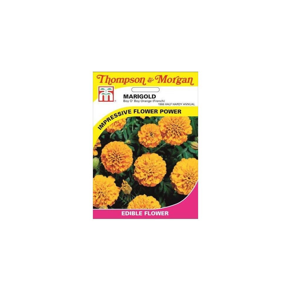 Marigold Boy O Boy Orange French Seeds