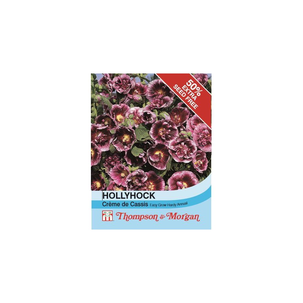 Hollyhock Creme De Cassis Flower Seeds 35