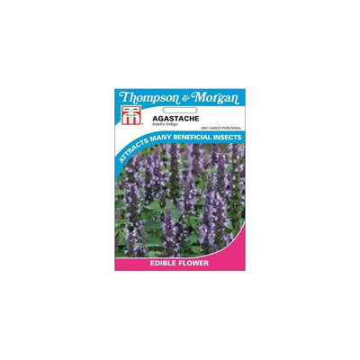 Agastache Astello Indigo Seeds