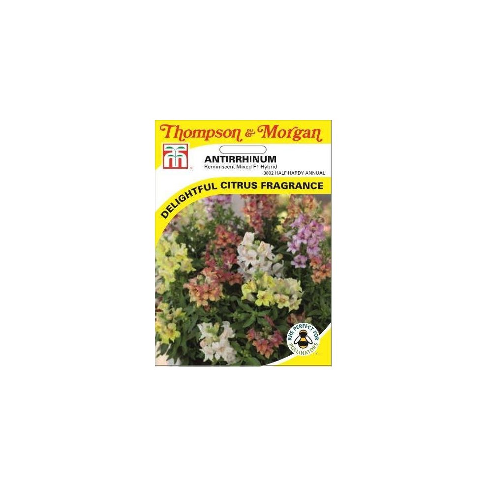 Antirrhinum Reminiscent Mixed F1 Hybrid