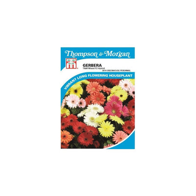 Gerbera T&M Mixed F2 Hybrid Seeds