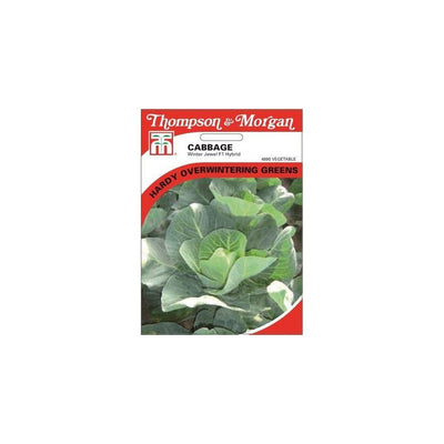 Cabbage Winter Jewel F1 Hybrid Seeds