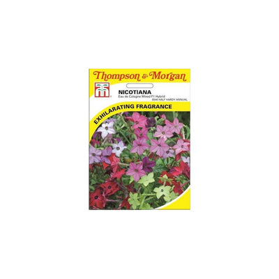 Nicotiana Eau De Cologne Mixed F1 Hybrid Seeds