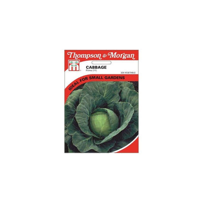 Cabbage Primo Seeds (11)