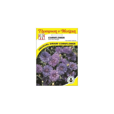 Cornflower Dwarf Blue Midget Seeds