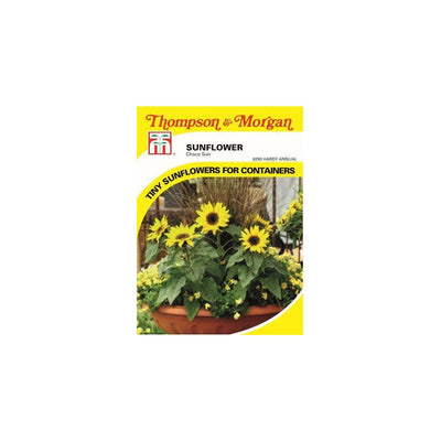 Sunflower Choco Sun Seeds