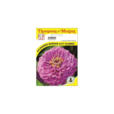 Zinnia Purple Prince Seeds