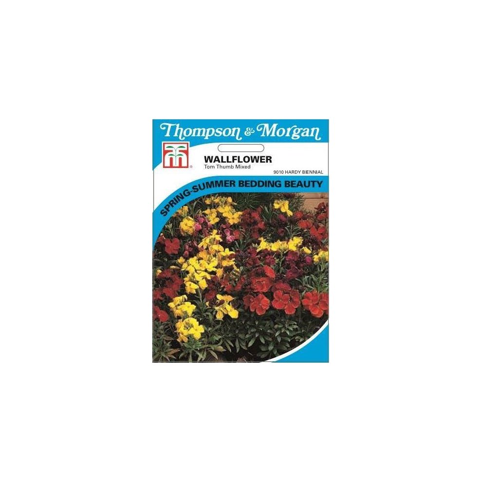 Wallflower Tom Thumb Seeds