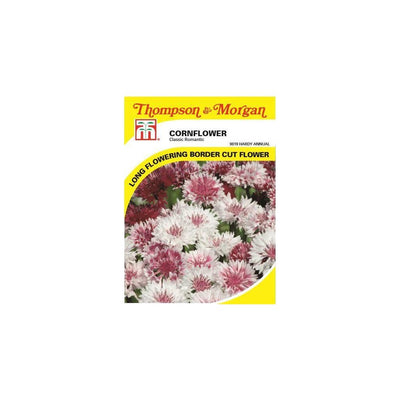 Cornflower Classic Romantic Seeds