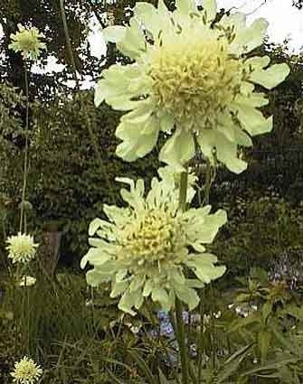Scabiosa House's Novelties Mixed Seeds