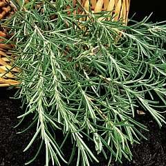 Herb Rosemary Seeds