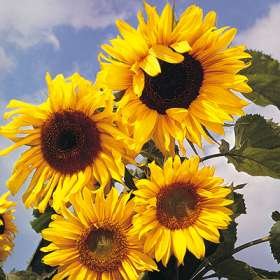 Sunflower Russian Giant Seeds