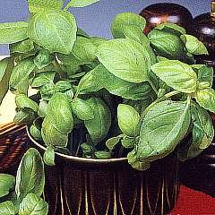 Herb Basil Sweet Green Seeds