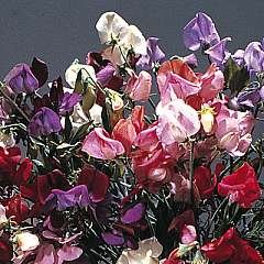 Sweet Pea Antique Fantasy Mixed Seeds