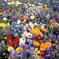 Wild Flower Mediterranean Mix Seeds
