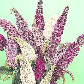 Wild Flower Butterfly Bush Seeds