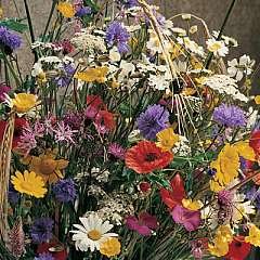 Wild Flower Cornfield Mixture Seeds