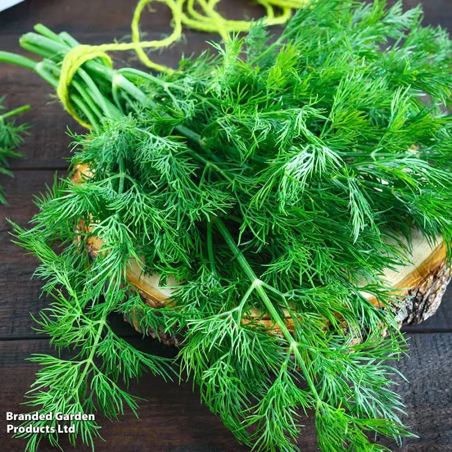 Bunch of fresh green dill fronds tied with yellow twine on a wooden board