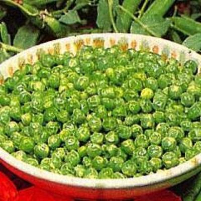 Pea Hurst Green Shaft Seeds