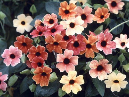 Black Eyed Susan Salmon Shades Seeds