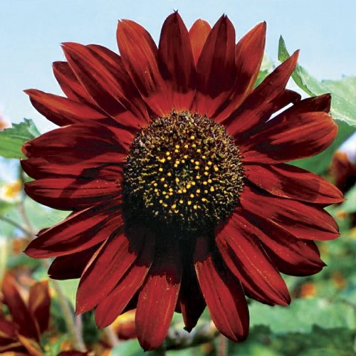 Sunflower Velvet Queen Seeds