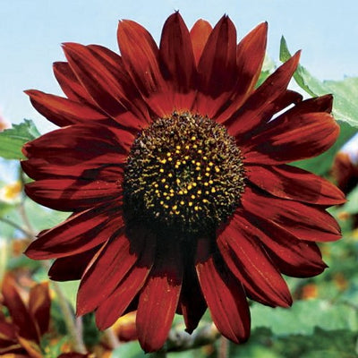 Sunflower Velvet Queen Seeds