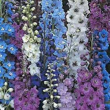 Delphinium Pacific Hybrids Mixed Seeds