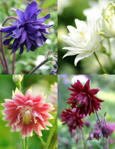 Aquilegia Barlow Mixed Seeds