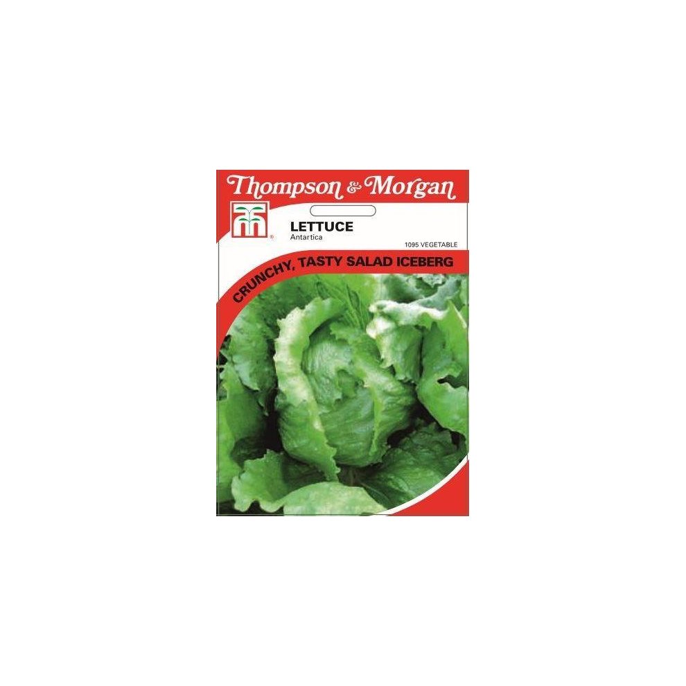 Thompson & Morgan - Vegetables - Lettuce Antartica - 250 Seed