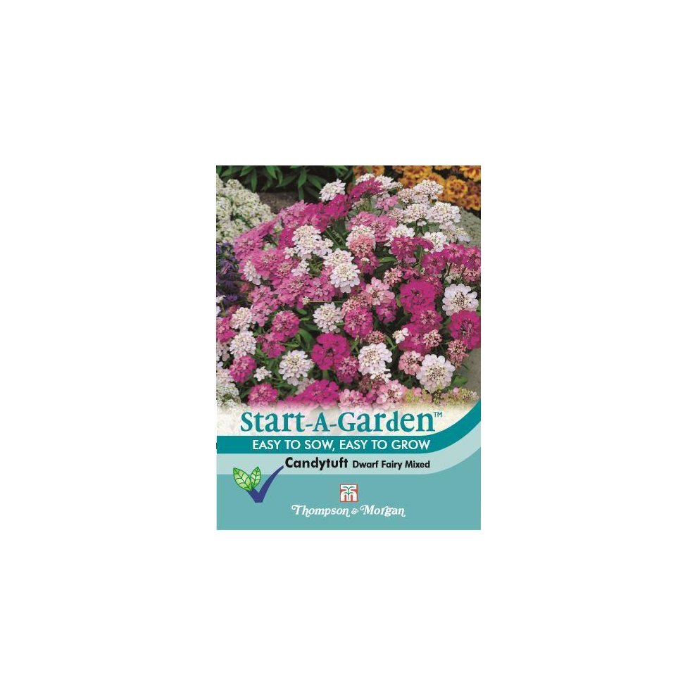 Candytuft Dwarf Fairy Mixed Seeds