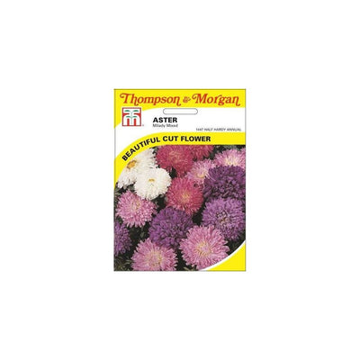 Aster Milady Mixed Seeds
