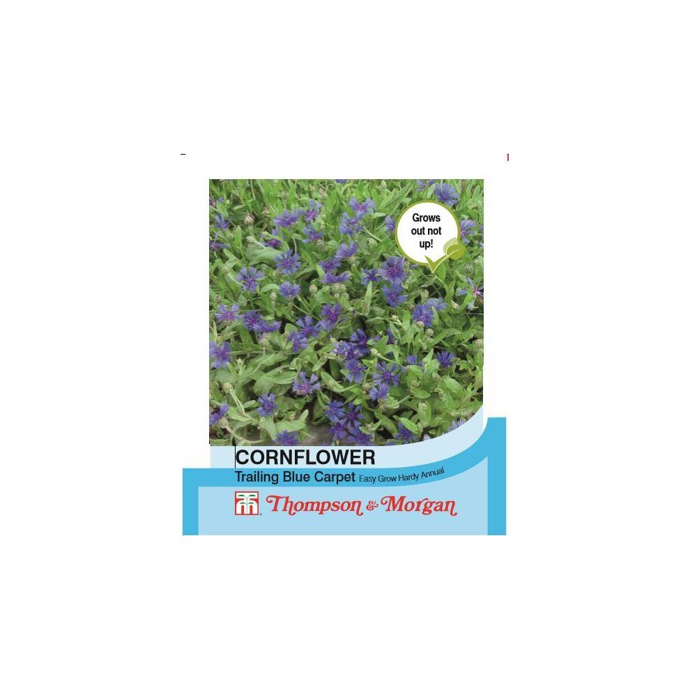 Thompson & Morgan Cornflower Trailing Blue Carpet Seeds 30