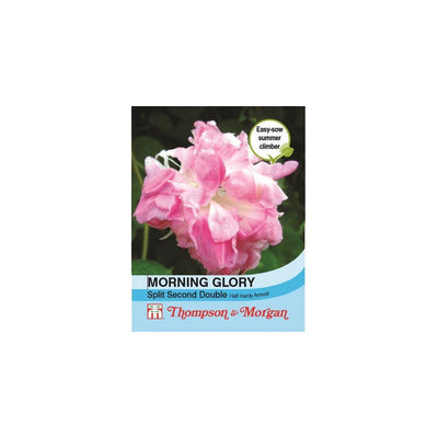 Thompson & Morgan Morning Glory Split Second Seeds 10