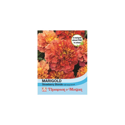 Thompson & Morgan French Marigold Strawberry Blonde 20 Seeds