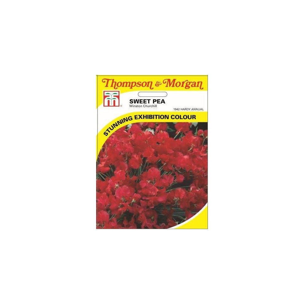 Sweet Pea Winston Churchill Seeds