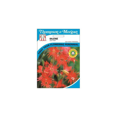 Silene Jack Flash Seeds