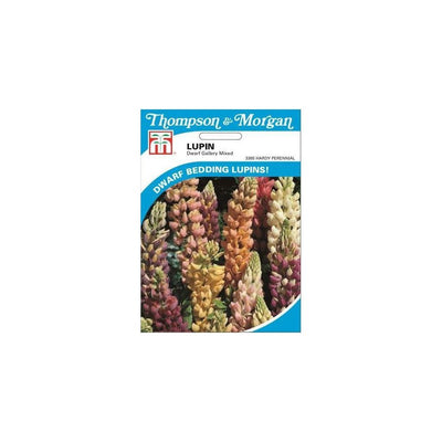 Lupin Dwarf Gallery Mixed Seeds