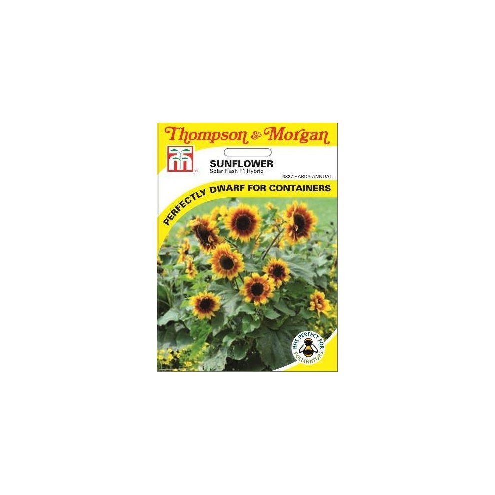 Sunflower Solar Flash F1 Hybrid Seeds